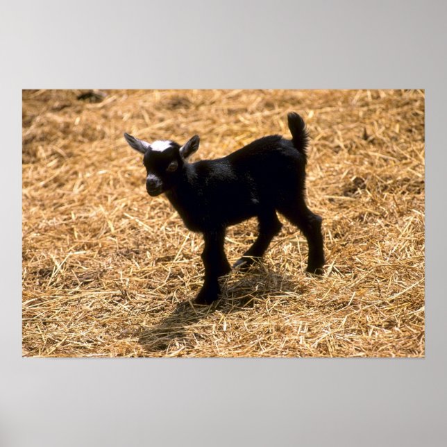 Poster Jeune chèvre de Pigmy (Devant)