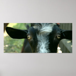 Poster Jeune chèvre posant.