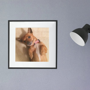 Poster Jeune chien teckel marron en pose ventrale