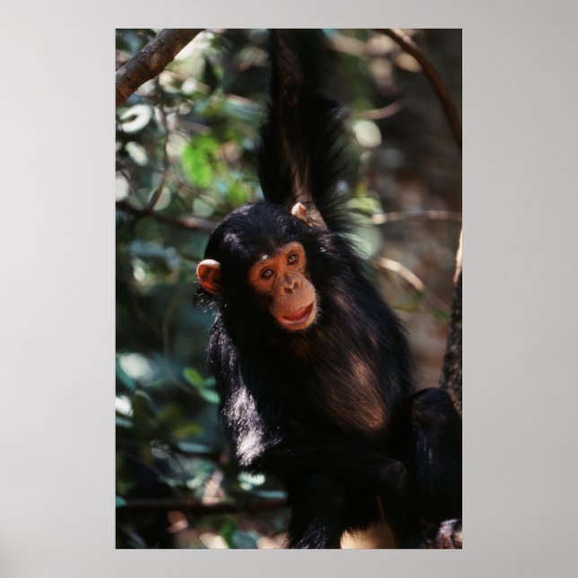 Poster Jeune chimpanzé (Devant)