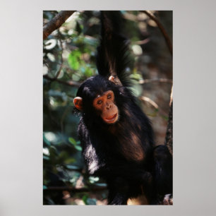 Poster Jeune Chimpanzé pendu à la forêt