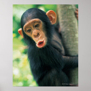 Poster Jeune chimpanzé (troglodytes de casserole)