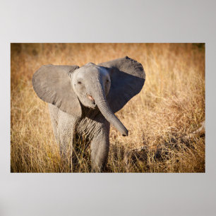 Poster Jeune éléphant de savane