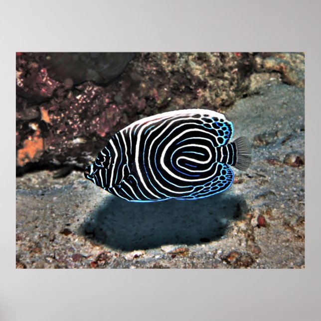 Poster Jeune empereur (Devant)