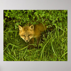 Poster Jeune Fox rouge sortant de la dissimulation dans