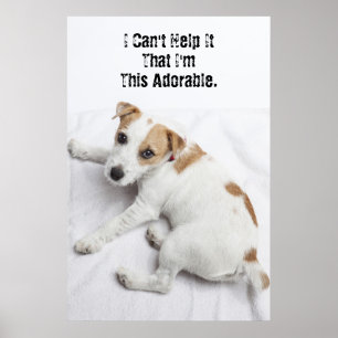 Poster Jeune Jack Russell Terrier