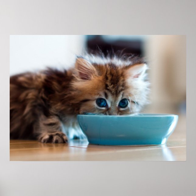 Poster Jeune Kitten perse (Devant)