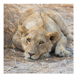 Poster Jeune lion