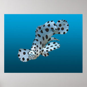 Poster Jeune Mérou - Fond dégradé bleu   