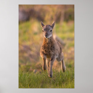 Poster Jeune Mouflon dans la Prairie Photographie de Faun