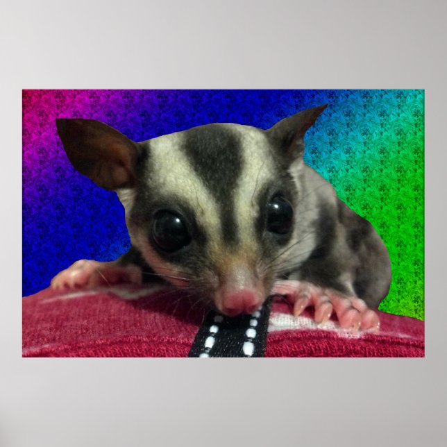 Poster Jeune Planeur de Sucre (Devant)
