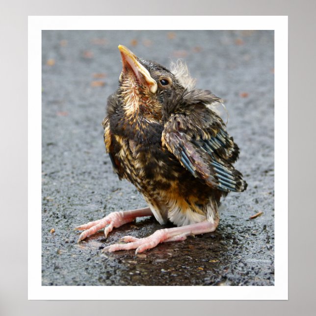 Poster Jeune Robin assis (Devant)