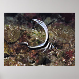 Poster Jeune Tambour tacheté