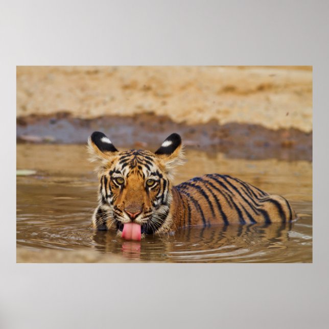Poster Jeune tigre du Bengale royal, buvant de l'eau (Devant)