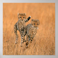 Jeunes guépards (Acinonyx Jubatus) en course