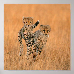 Poster Jeunes guépards (Acinonyx Jubatus) en course