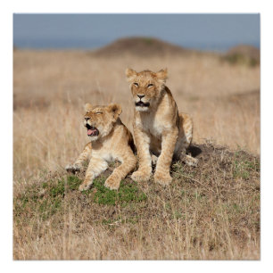 Poster Jeunes lions