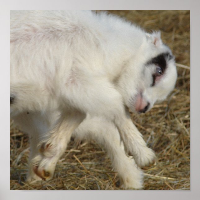 Poster Jeux Amigo (Devant)