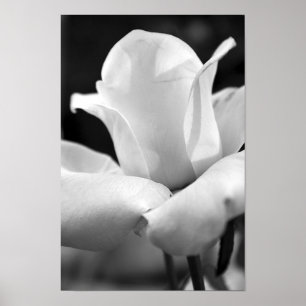Poster John F. Kennedy Rose