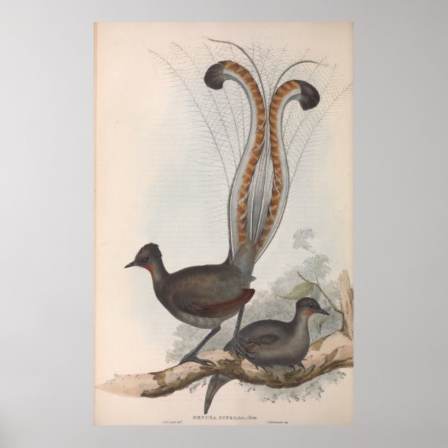 Poster John Gould Lyre Illustration d'oiseaux 1848 (Devant)