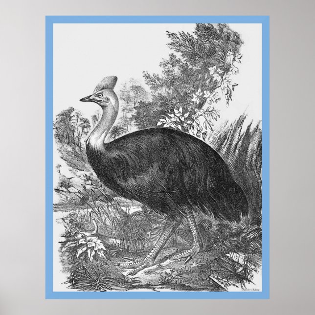Poster John Gould's 'Birds Of Australia' ~ The Cassowary (Devant)