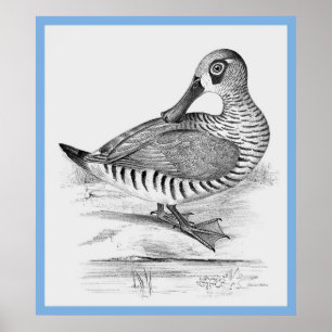 Poster John Gould's 'Birds Of Australia' ~ The Duck