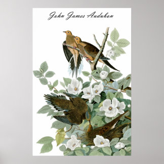 Poster John James Audubon Carolina Pigeon Dove de deuil 1