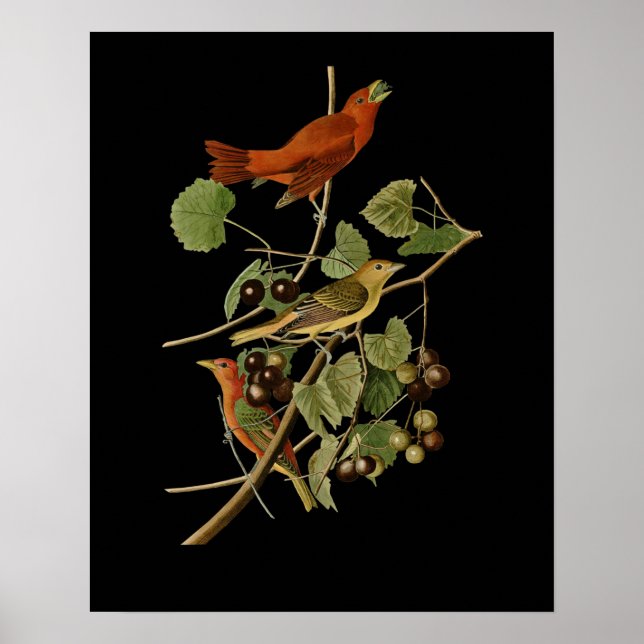 Poster John James Audubon ~ Oiseaux rouges d'été ~ (Devant)