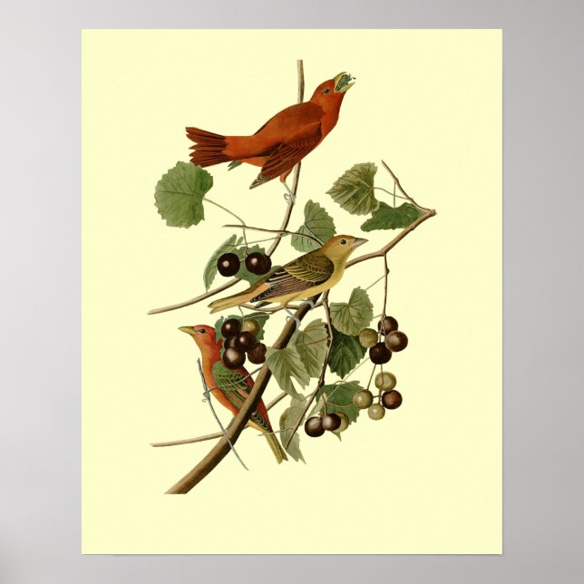 Poster John James Audubon ~ Oiseaux rouges d'été ~ (Devant)