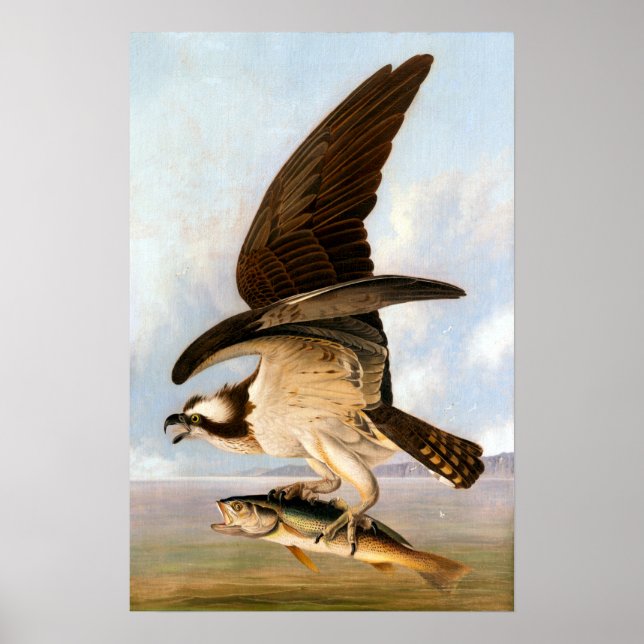 Poster John James Audubon Osprey et Weakfish (Devant)