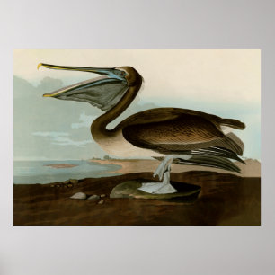 Poster John James Audubon Peinture Pélicane Brown
