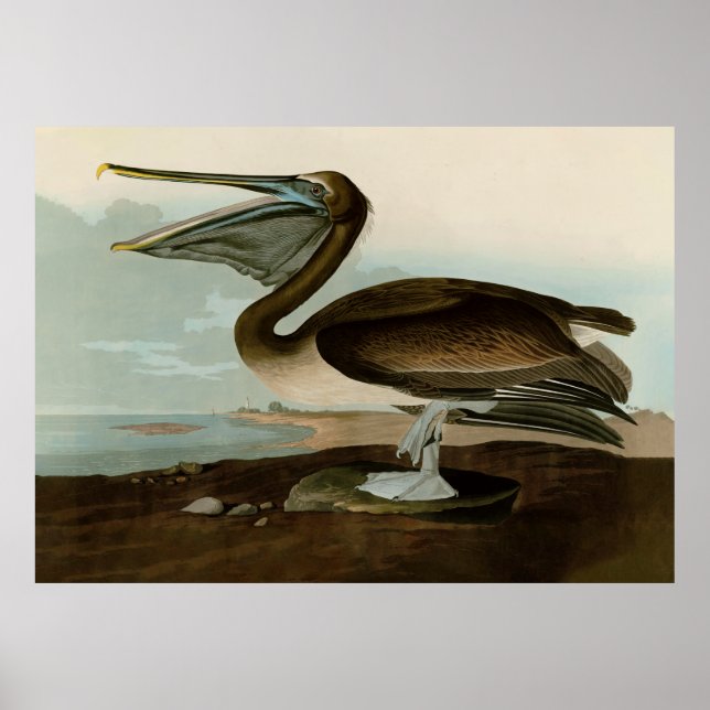 Poster John James Audubon Peinture Pélicane Brown (Devant)