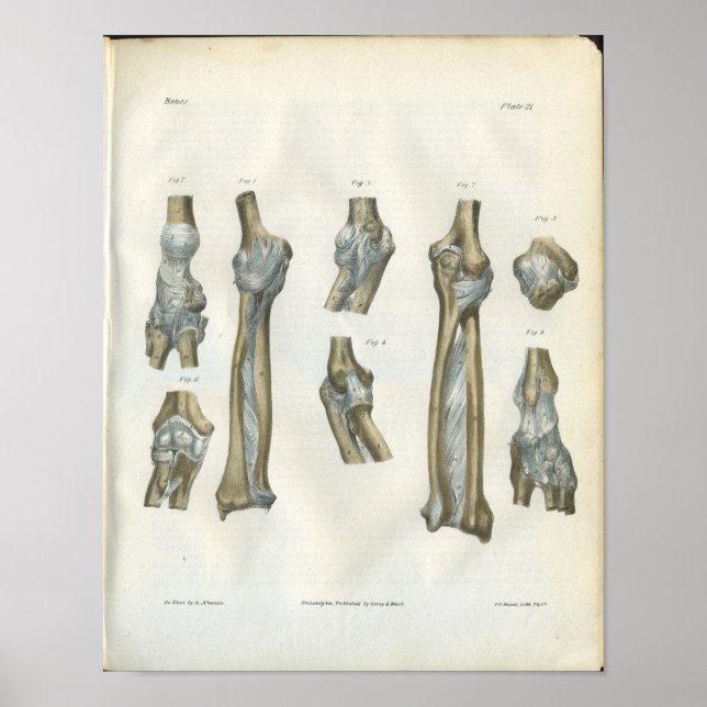 Poster Joints de l'anatomie du coude et du bras (Devant)