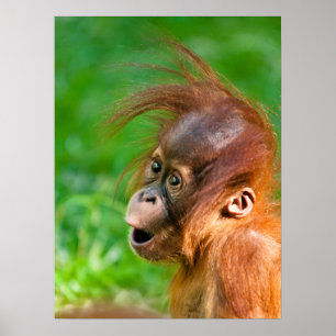 Poster Joli bébé orangoutan regarde en émerveillement