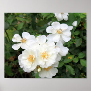 Poster Joli blanc Roses Floral Photo