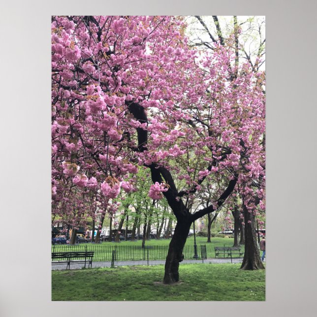 Poster Joli cerisier rose Fleur Arbre NYC New York City (Devant)