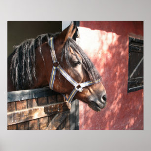 Poster Joli Cheval de Baie dans un soleil stable
