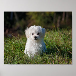 Poster Joli chiot blanc