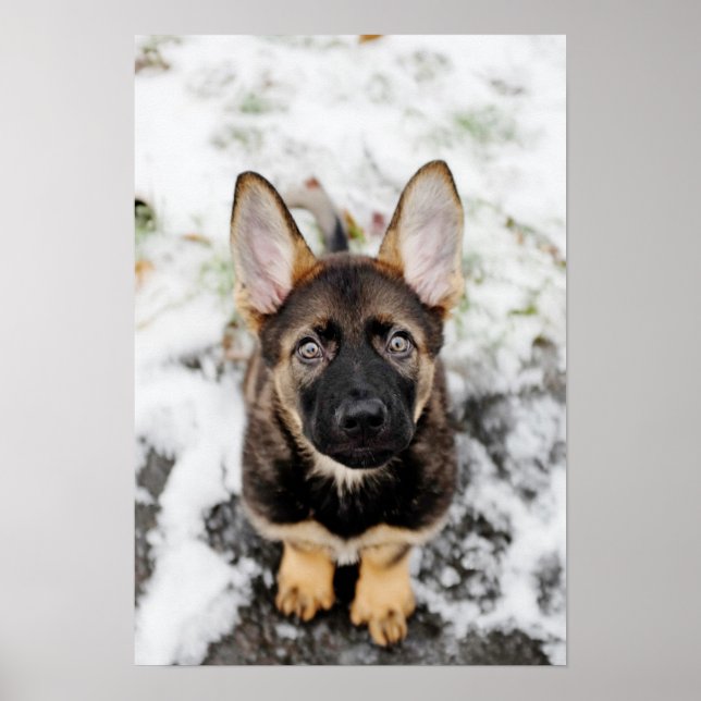 Poster Joli Chiot Qui Regarde (Devant)