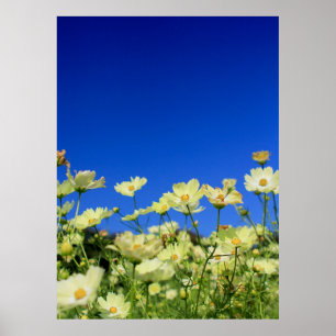 Poster Joli Cosmos Jaune Clair Sky Flower Field