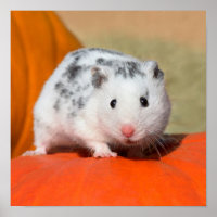 Joli Hamster syrien blanc noir tacheté drôle anima