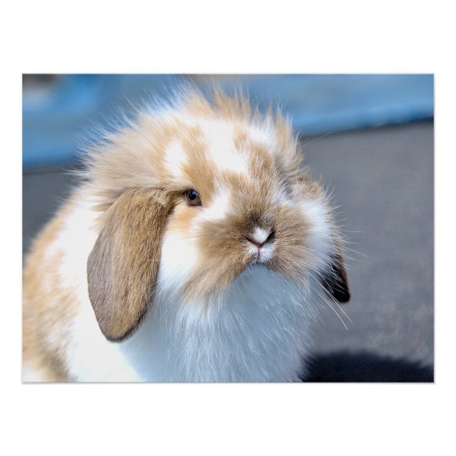 Poster Joli lapin blanc et brun flamand (Devant)