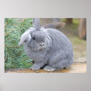 Poster Joli lapin gris
