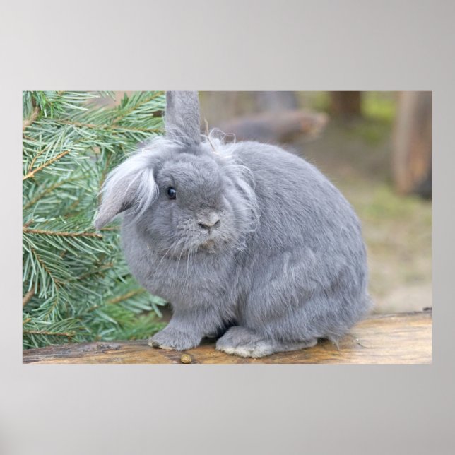 Poster Joli lapin gris (Devant)