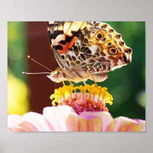 Poster Joli papillon sur Pink Zinnia Nature Photographie