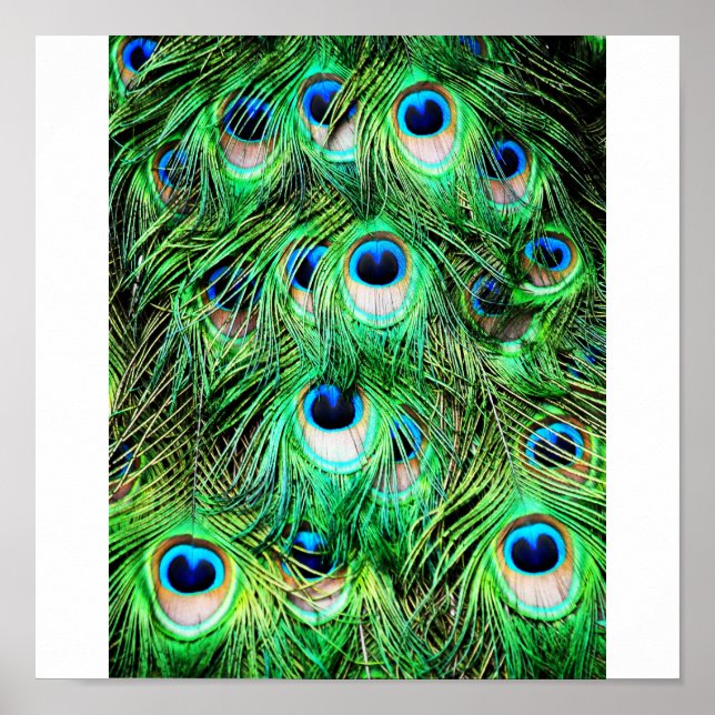 Poster Joli Peacock (Devant)