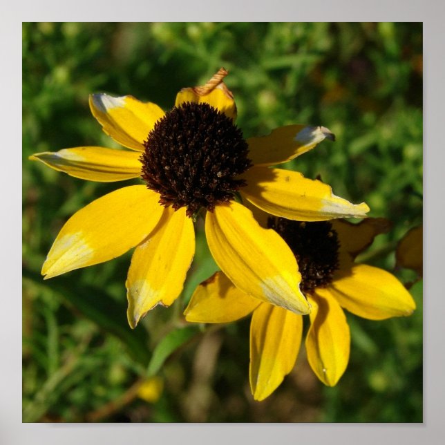 Poster Joli petit Carré de fleurs jaunes (Devant)