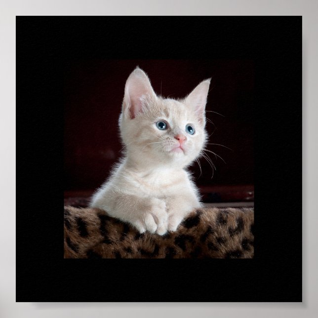 Poster Joli petit chaton en train de chercher (Devant)