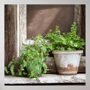 Poster Joli Plante dans une fenêtre rustique