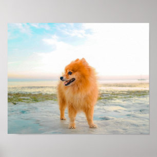 Poster Joli Pomeranian orange dans le sable à la plage